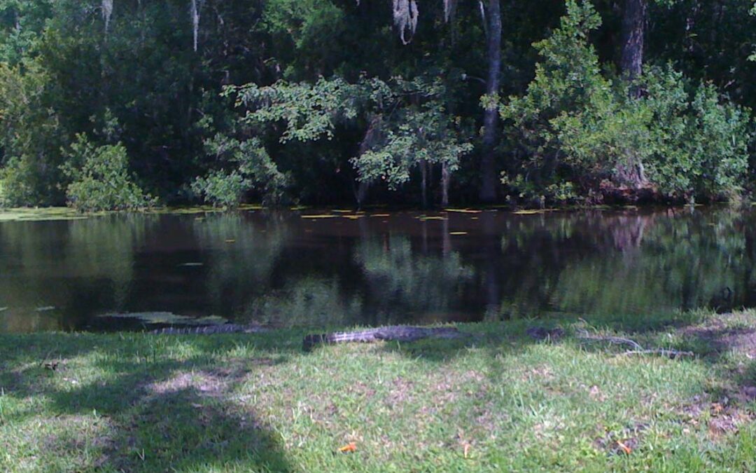 A Gator-Wrestling Woman